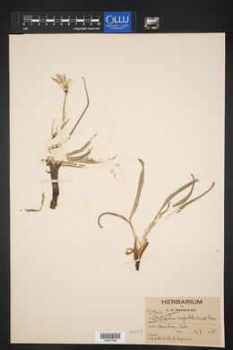 Nothocalais cuspidata image