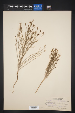 Stephanomeria exigua image