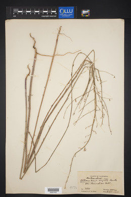 Stephanomeria virgata image