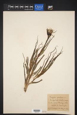 Tragopogon pratensis image