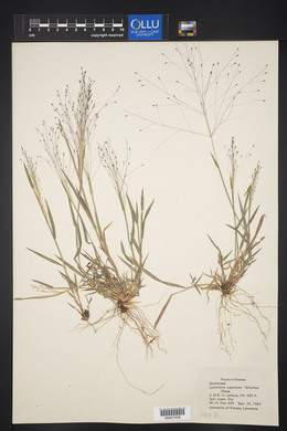 Digitaria cognata image