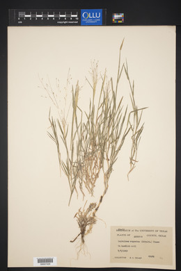 Digitaria cognata image