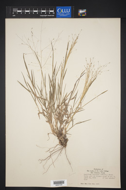 Digitaria cognata image