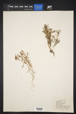 Descurainia pinnata subsp. intermedia image