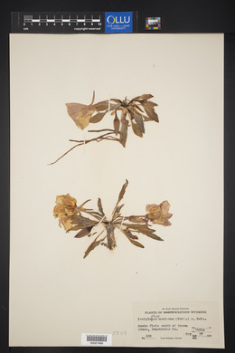 Oenothera cespitosa image