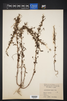 Antirrhinum vagans image