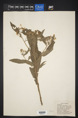 Verbesina alternifolia image