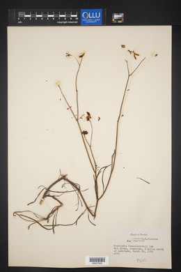 Coreopsis leavenworthii image