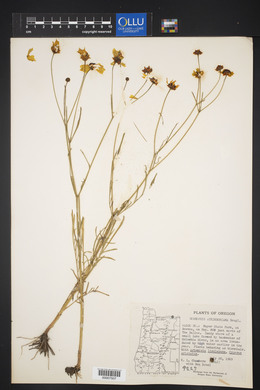 Coreopsis tinctoria var. atkinsoniana image