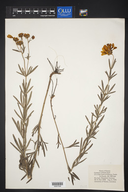 Coreopsis palmata image