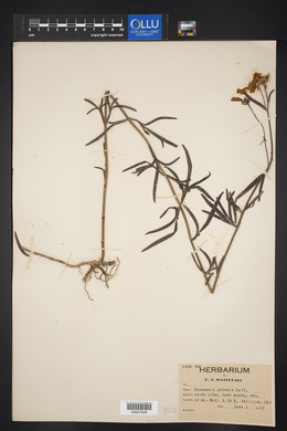 Coreopsis palmata image