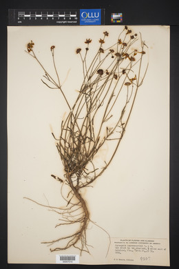 Coreopsis leavenworthii image