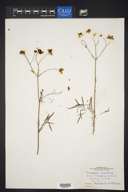 Coreopsis tinctoria image