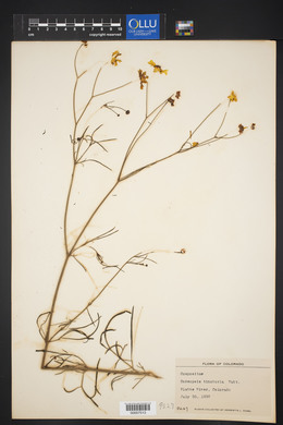 Coreopsis tinctoria image