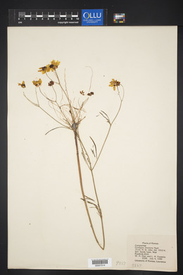 Coreopsis tinctoria image