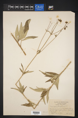 Coreopsis tripteris image