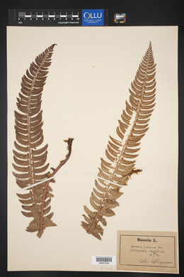 Polystichum lonchitis image