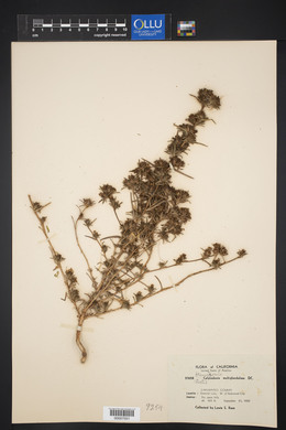 Calycadenia multiglandulosa image