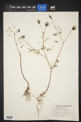 Bidens bipinnata image