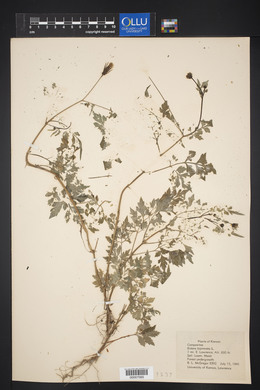 Bidens bipinnata image