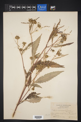 Bidens tripartita image