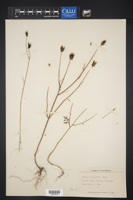 Bidens tenuisecta image