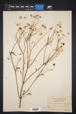 Bidens trichosperma image