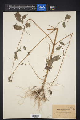 Bidens melanocarpa image