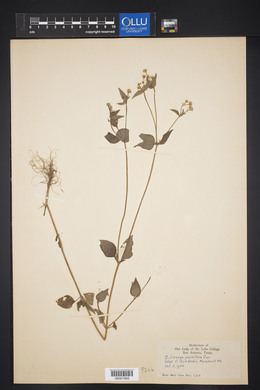 Galinsoga parviflora image