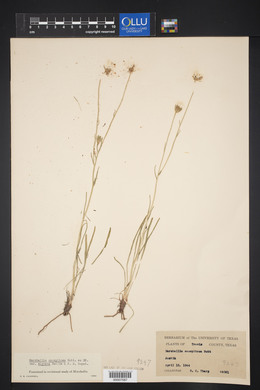 Marshallia caespitosa image