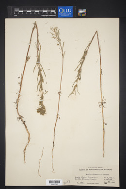 Madia glomerata image