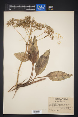 Arnoglossum plantagineum image