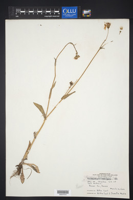 Image of Senecio amplificatus