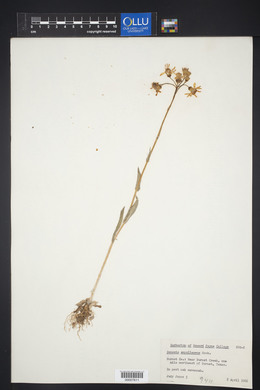 Senecio ampullaceus image