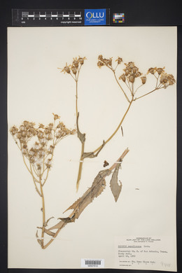 Senecio ampullaceus image