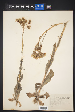 Senecio ampullaceus image