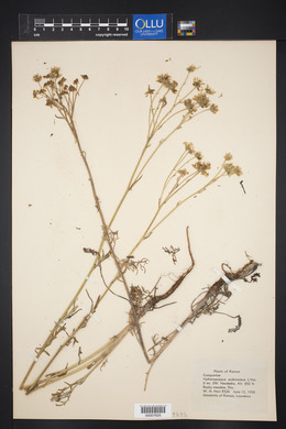 Hymenopappus scabiosaeus image