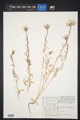 Achyrachaena mollis image