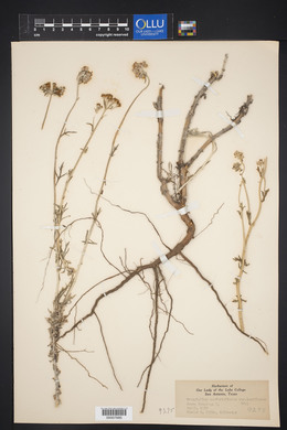 Eriophyllum confertiflorum image