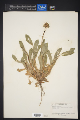 Tetraneuris acaulis var. acaulis image