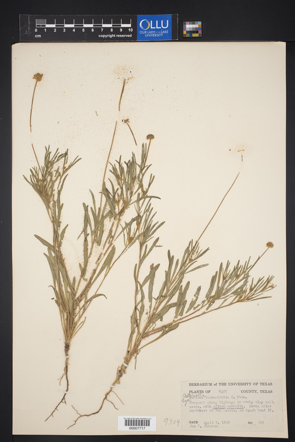 Actinea linearifolia image