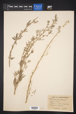 Artemisia absinthium image