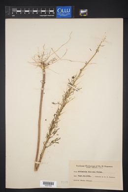 Artemisia biennis image