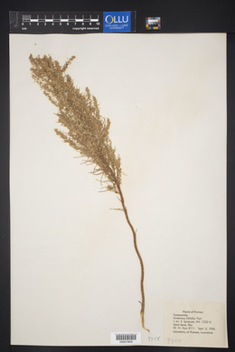 Artemisia filifolia image