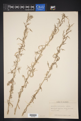 Artemisia natronensis image