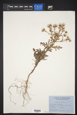 Senecio viscosus image