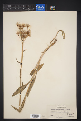 Senecio integerrimus image