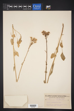 Senecio pseudoarnica image