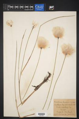 Eriophorum chamissonis image