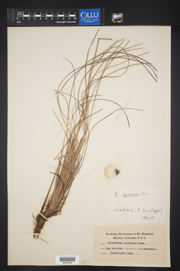 Eriophorum callitrix image